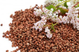 graine-et-fleurs-de-sarrasin